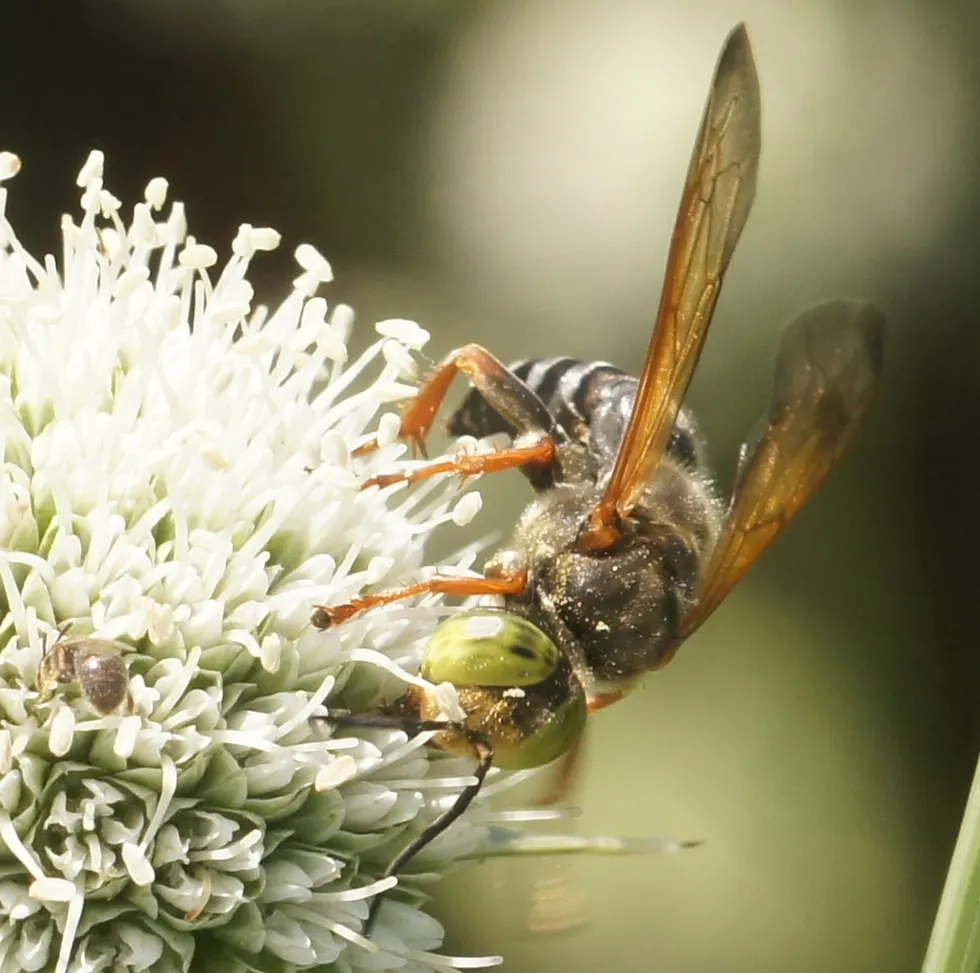 Tachytes distinctus - photo 2