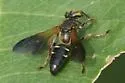 Tachytes guatemalensis