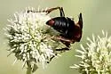 Tachytes guatemalensis - photo 4