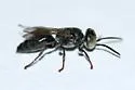 Tachytes intermedius