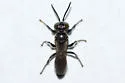 Tachytes intermedius - photo 2
