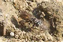 Tachytes obductus - photo 2