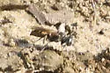Tachytes obductus - photo 3