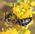 Tachytes pennsylvanicus - photo 2