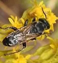 Tachytes pennsylvanicus - photo 3