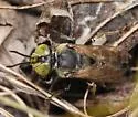 Tachytes pennsylvanicus - photo 4