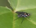 Tachytrechus albonotatus