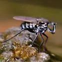 Tachytrechus angulatus