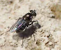 Tachytrechus angulatus - photo 2