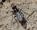 Tachytrechus angulatus - photo 3