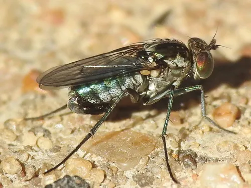 Tachytrechus angustipennis
