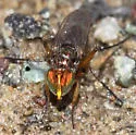 Tachytrechus auratus