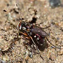 Tachytrechus auratus - photo 2