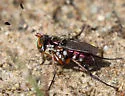 Tachytrechus auratus - photo 4