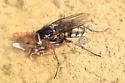 Tachytrechus binodatus