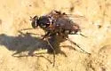 Tachytrechus binodatus - photo 2