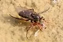 Tachytrechus binodatus - photo 3