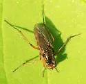 Tachytrechus binodatus - photo 4