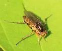 Tachytrechus binodatus - photo 5