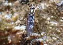 Tachytrechus dilaticosta - photo 3