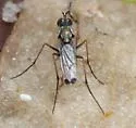 Tachytrechus floridensis