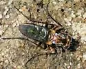 Tachytrechus granditarsus