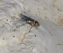 Tachytrechus granditarsus - photo 3