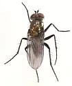 Tachytrechus keiferi - photo 2