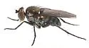 Tachytrechus keiferi - photo 3