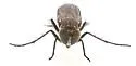 Tachytrechus keiferi - photo 4