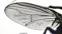 Tachytrechus keiferi - photo 5