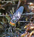 Tachytrechus laticrus