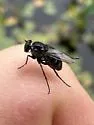 Tachytrechus laticrus - photo 2