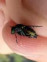 Tachytrechus laticrus - photo 3