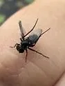 Tachytrechus laticrus - photo 4