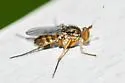 Tachytrechus moechus