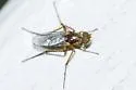 Tachytrechus moechus - photo 2