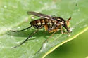 Tachytrechus moechus - photo 3