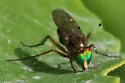 Tachytrechus moechus - photo 4