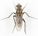 Tachytrechus protervus