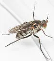 Tachytrechus protervus - photo 2