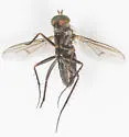 Tachytrechus protervus - photo 3