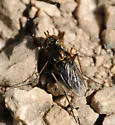 Tachytrechus sanus