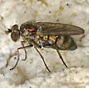 Tachytrechus vorax
