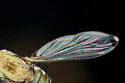 Tachytrechus vorax - photo 2