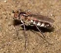Tachytrechus vorax - photo 3