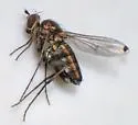 Tachytrechus vorax - photo 5