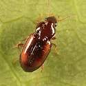 Tachyura anceps - Tachyura anceps
