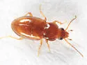 Tachyura anceps - photo 2