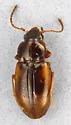 Tachyura anceps - photo 3